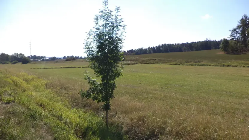 Prodej pole, Srby, 2383 m2