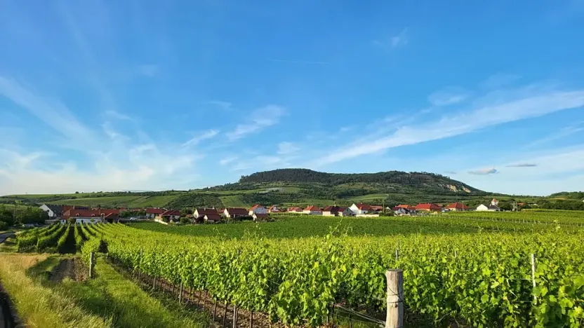 Prodej sadu/vinice, Perná, 32000 m2