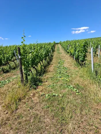 Prodej sadu/vinice, Hustopeče, 13000 m2