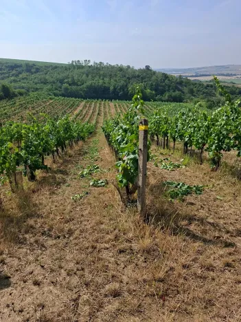 Prodej sadu/vinice, Velké Němčice, 90000 m2