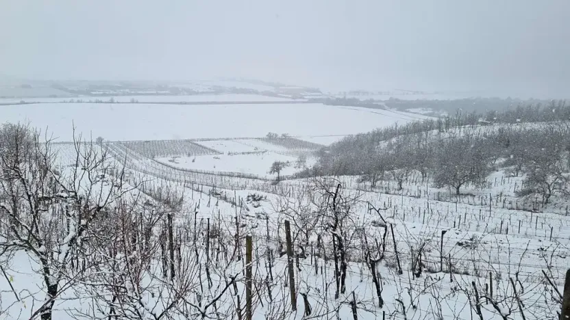 Prodej sadu/vinice, Perná, 132000 m2