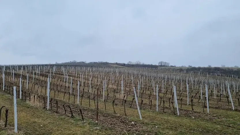 Prodej sadu/vinice, Perná, 132000 m2