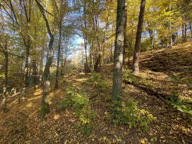 Prodej pole, Železný Brod - Střevelná, 2828 m2