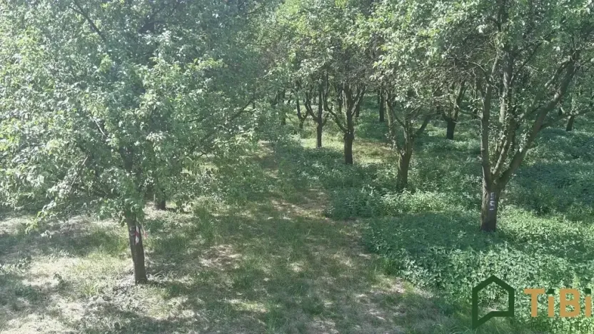 Prodej sadu/vinice, Vanovice, 5319 m2