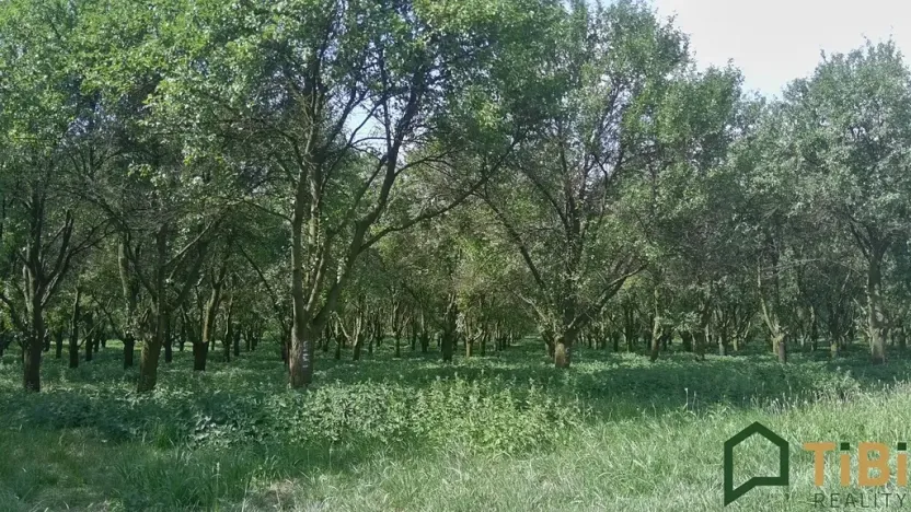 Prodej sadu/vinice, Vanovice, 5319 m2