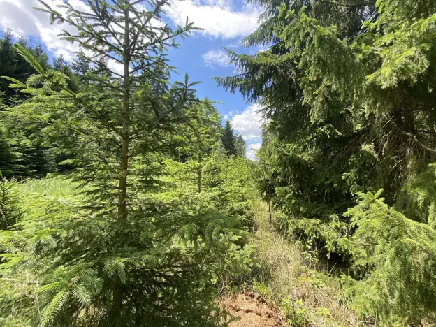 Prodej lesa, Slabčice - Nemějice, 1272 m2