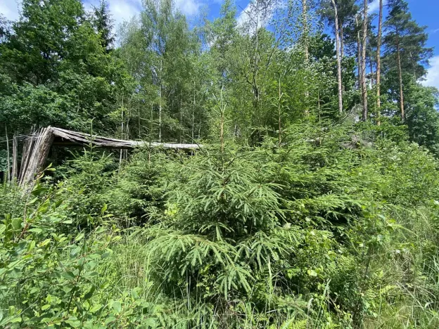 Prodej lesa, Slabčice - Nemějice, 1004 m2