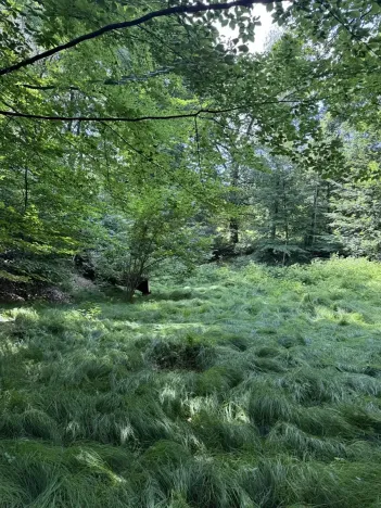 Prodej rybníku, Karviná, 12501 m2