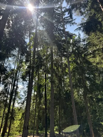 Prodej podílu lesa, Zádolí, 12979 m2