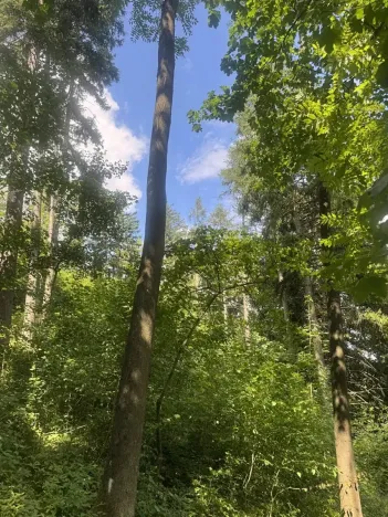 Prodej lesa, Kněžnice, 6851 m2