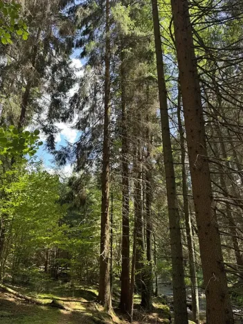 Prodej lesa, Kratušín, 6930 m2