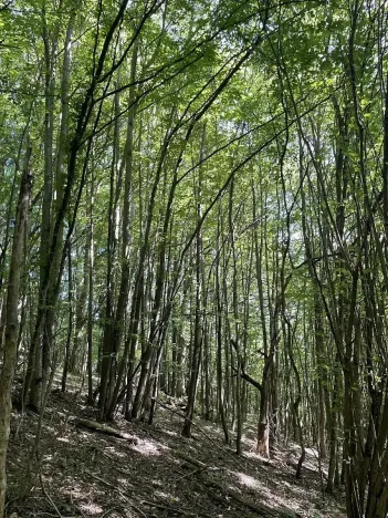 Prodej lesa, Valašská Polanka, 2904 m2