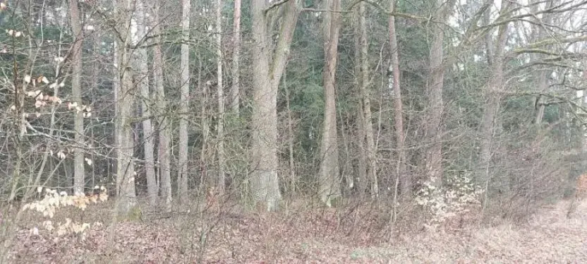Prodej lesa, Hvozdec, 4099 m2