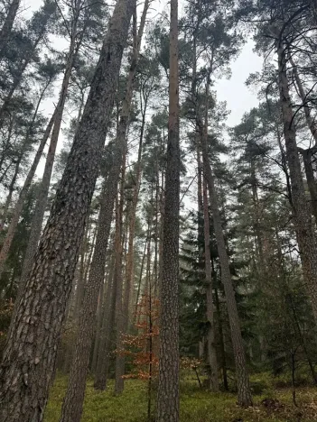 Prodej podílu lesa, Koloveč, 11497 m2
