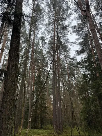 Prodej podílu lesa, Koloveč, 11497 m2