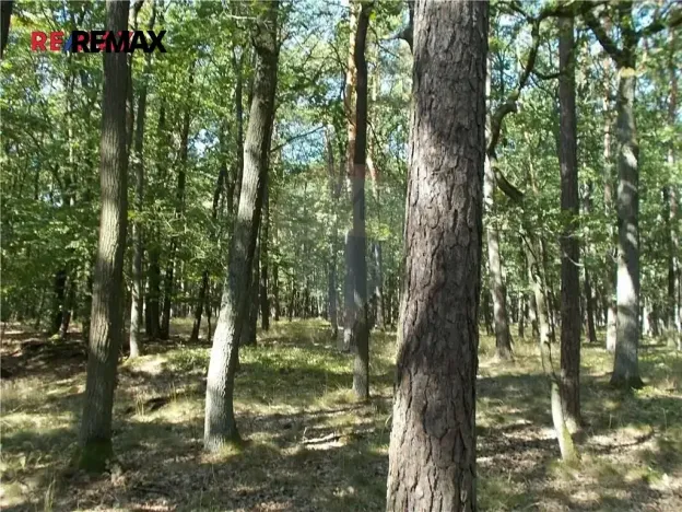 Prodej podílu lesa, Vážany, 38449 m2