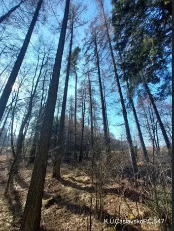 Prodej lesa, Čáslavsko, 2039 m2