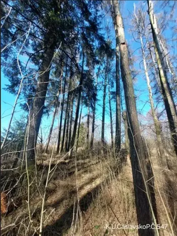 Prodej lesa, Čáslavsko, 2039 m2