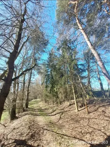 Prodej lesa, Čáslavsko, 1097 m2