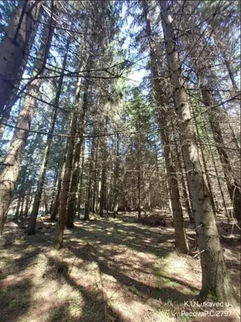 Prodej lesa, Lukavec, 3852 m2