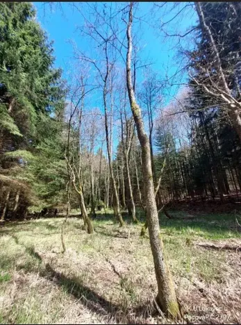 Prodej lesa, Lukavec, 3852 m2