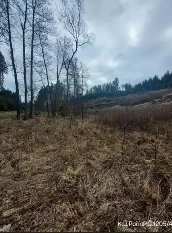 Prodej lesa, Dolní Hořice, 4440 m2