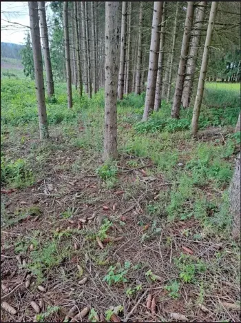 Prodej podílu lesa, Nový Rychnov, 6035 m2