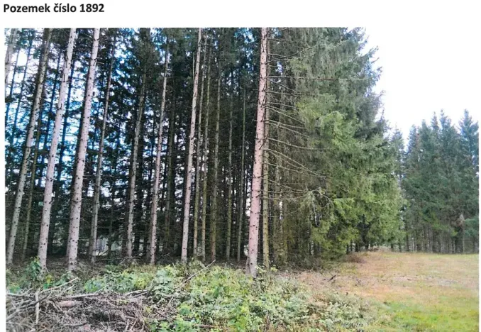 Prodej podílu lesa, Nový Rychnov, 6035 m2