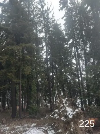 Prodej lesa, Černovice, 2403 m2
