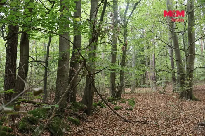 Prodej lesa, Chanovice - Újezd u Chanovic, 1762 m2