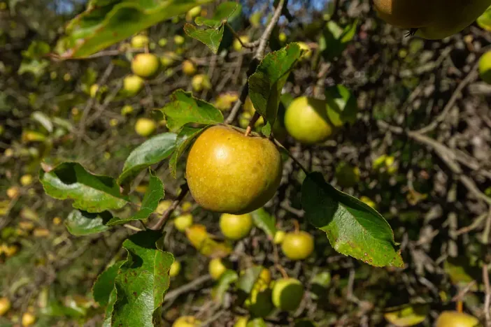 Prodej rodinného domu, Rychvald, Lesnická, 63 m2