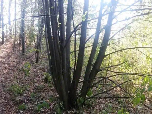 Dražba louky, Ostrava, 1510 m2