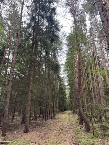 Prodej lesa, Řevničov, 11311 m2