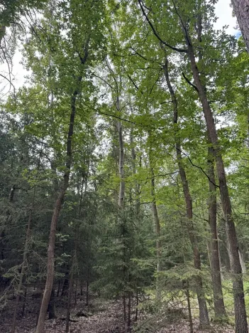 Prodej lesa, Řevničov, 11311 m2