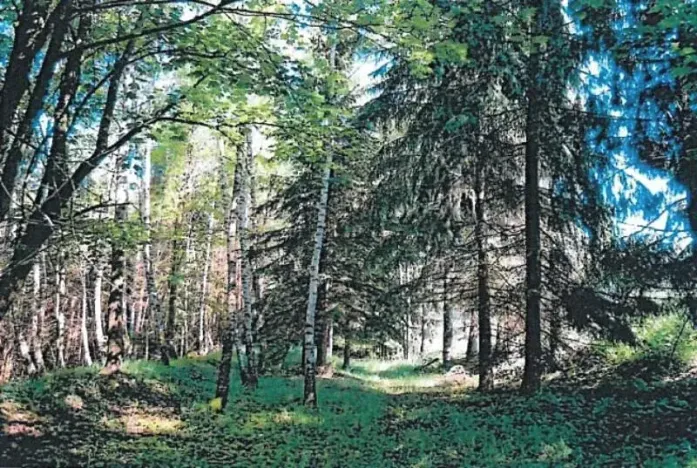 Prodej lesa, Česká Bělá, 1714 m2