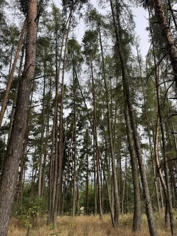 Prodej lesa, Kladruby nad Labem, 11916 m2
