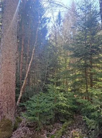 Prodej lesa, Strmilov, 2392 m2