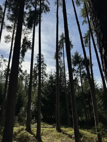 Prodej lesa, Novosedly nad Nežárkou, 67560 m2