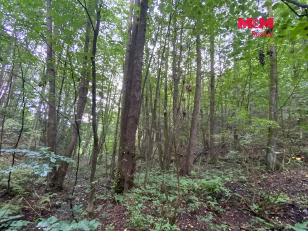 Prodej lesa, Strážná, 1204 m2