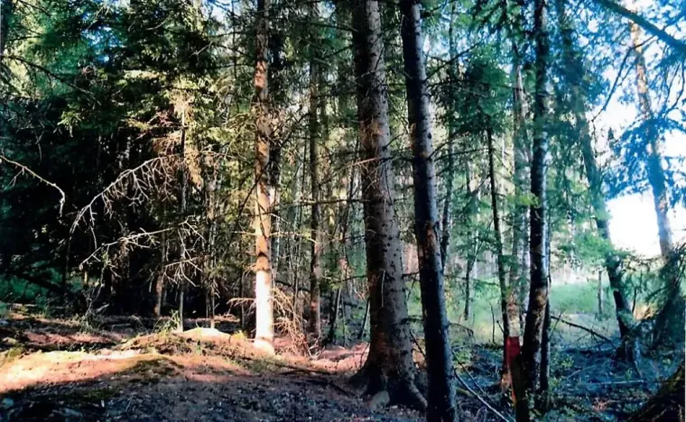 Prodej lesa, Radkovice u Budče, 755 m2