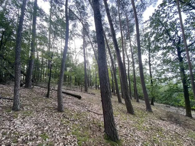 Prodej lesa, Ostřetín - Vysoká u Holic, 11957 m2