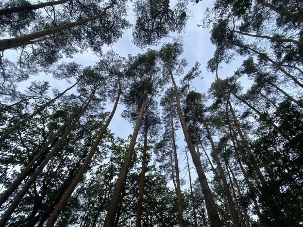 Prodej lesa, Ostřetín - Vysoká u Holic, 11957 m2