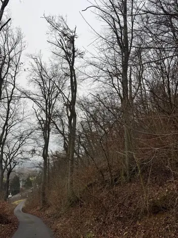 Prodej lesa, Ústí nad Labem, 9837 m2