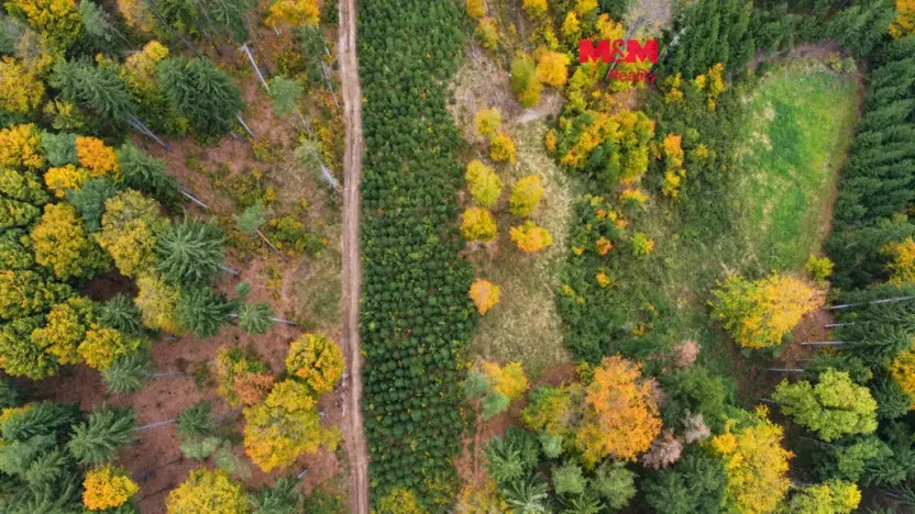 Prodej lesa, Luže - Doly, 4481 m2