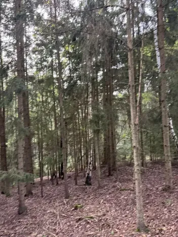 Prodej rybníku, Vráž, 3145 m2