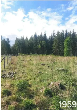 Prodej lesa, Žirovnice, 2626 m2