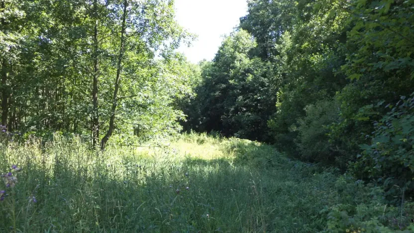 Prodej pole, Mařenice, 19744 m2