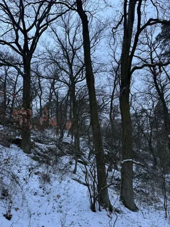 Prodej lesa, Kralupy nad Vltavou, 3462 m2